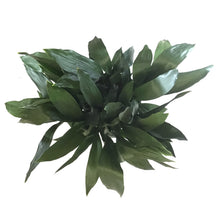 Load image into Gallery viewer, Aspidistra, 14in, Cast Iron - Floral Acres Greenhouse & Garden Centre