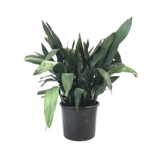 Load image into Gallery viewer, Aspidistra, 14in, Cast Iron - Floral Acres Greenhouse & Garden Centre