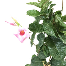 Load image into Gallery viewer, Mandevilla, 12in HB, Alice Du Pont - Floral Acres Greenhouse & Garden Centre