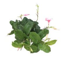 Load image into Gallery viewer, Mandevilla, 12in HB, Alice Du Pont - Floral Acres Greenhouse & Garden Centre