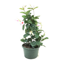 Load image into Gallery viewer, Mandevilla, 12in HB, Alice Du Pont - Floral Acres Greenhouse & Garden Centre