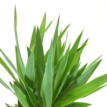 Load image into Gallery viewer, Yucca, 10in, Cane 3/2/1 - Floral Acres Greenhouse & Garden Centre