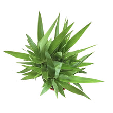 Load image into Gallery viewer, Yucca, 10in, Cane 3/2/1 - Floral Acres Greenhouse & Garden Centre