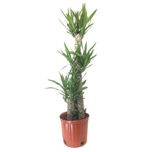 Load image into Gallery viewer, Yucca, 10in, Cane 3/2/1 - Floral Acres Greenhouse & Garden Centre