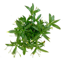 Load image into Gallery viewer, Ruellia, 10in, Mexican Petunia White Bush - Floral Acres Greenhouse & Garden Centre