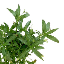 Load image into Gallery viewer, Ruellia, 10in, Mexican Petunia White Bush - Floral Acres Greenhouse & Garden Centre