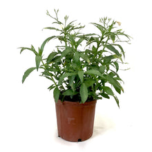 Load image into Gallery viewer, Ruellia, 10in, Mexican Petunia White Bush - Floral Acres Greenhouse & Garden Centre