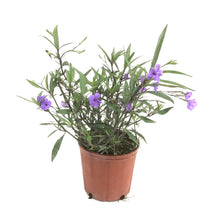 Load image into Gallery viewer, Ruellia, 10in, Mexican Petunia Purple Shower - Floral Acres Greenhouse & Garden Centre