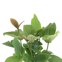 Load image into Gallery viewer, Medinilla, 10in, Malaysian Orchid - Floral Acres Greenhouse & Garden Centre