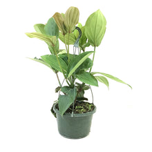Load image into Gallery viewer, Medinilla, 10in, Malaysian Orchid - Floral Acres Greenhouse & Garden Centre