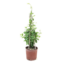 Load image into Gallery viewer, Mandevilla, 10in, Yellow Trellis - Floral Acres Greenhouse & Garden Centre