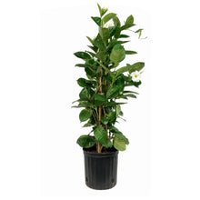 Load image into Gallery viewer, Mandevilla, 10in, White in a Trellis