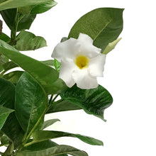 Load image into Gallery viewer, Mandevilla, 10in, White in a Trellis