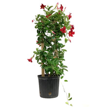 Load image into Gallery viewer, Mandevilla, 10in, Red in a Trellis