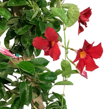 Load image into Gallery viewer, Mandevilla, 10in, Red in a Trellis