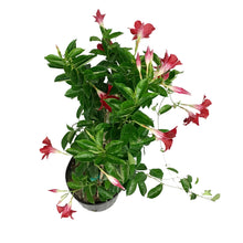 Load image into Gallery viewer, Mandevilla, 10in, Red in a Trellis