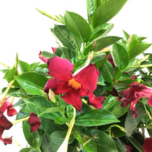 Load image into Gallery viewer, Mandevilla, 10in, Red, Hanging Basket - Floral Acres Greenhouse & Garden Centre