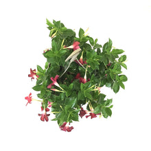 Load image into Gallery viewer, Mandevilla, 10in, Red, Hanging Basket - Floral Acres Greenhouse & Garden Centre