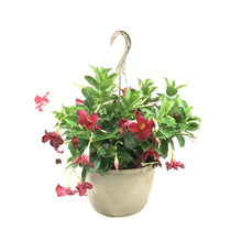Load image into Gallery viewer, Mandevilla, 10in, Red, Hanging Basket - Floral Acres Greenhouse & Garden Centre