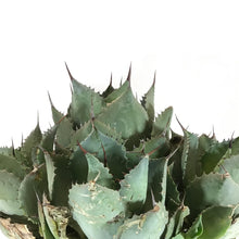 Load image into Gallery viewer, Agave, 8in, Bovicornuta Cow Horn - Floral Acres Greenhouse & Garden Centre