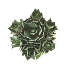 Load image into Gallery viewer, Agave, 8in, Bovicornuta Cow Horn - Floral Acres Greenhouse & Garden Centre