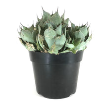 Load image into Gallery viewer, Agave, 8in, Bovicornuta Cow Horn - Floral Acres Greenhouse & Garden Centre