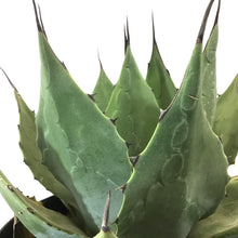 Load image into Gallery viewer, Agave, 8in, Victoriae-Reginae Queen Victoria - Floral Acres Greenhouse & Garden Centre
