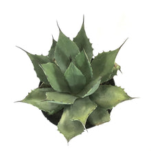 Load image into Gallery viewer, Agave, 8in, Victoriae-Reginae Queen Victoria - Floral Acres Greenhouse & Garden Centre