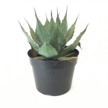 Load image into Gallery viewer, Agave, 8in, Victoriae-Reginae Queen Victoria - Floral Acres Greenhouse & Garden Centre