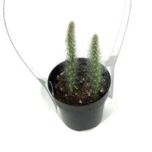 Load image into Gallery viewer, Cactus, 2.5in, Opuntia Prickly Pear 'Snow'