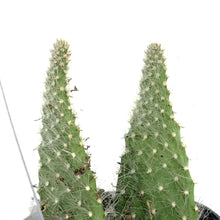 Load image into Gallery viewer, Cactus, 2.5in, Opuntia Prickly Pear 'Snow'