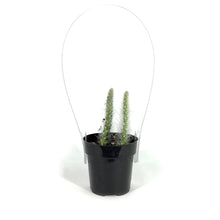 Load image into Gallery viewer, Cactus, 2.5in, Opuntia Prickly Pear 'Snow'