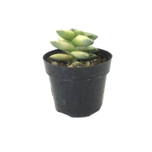 Load image into Gallery viewer, Succulent, 2in, Crassula Moonglow Variegated - Floral Acres Greenhouse & Garden Centre