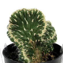 Load image into Gallery viewer, Cactus, 9cm, Opuntia Subulata Cristata