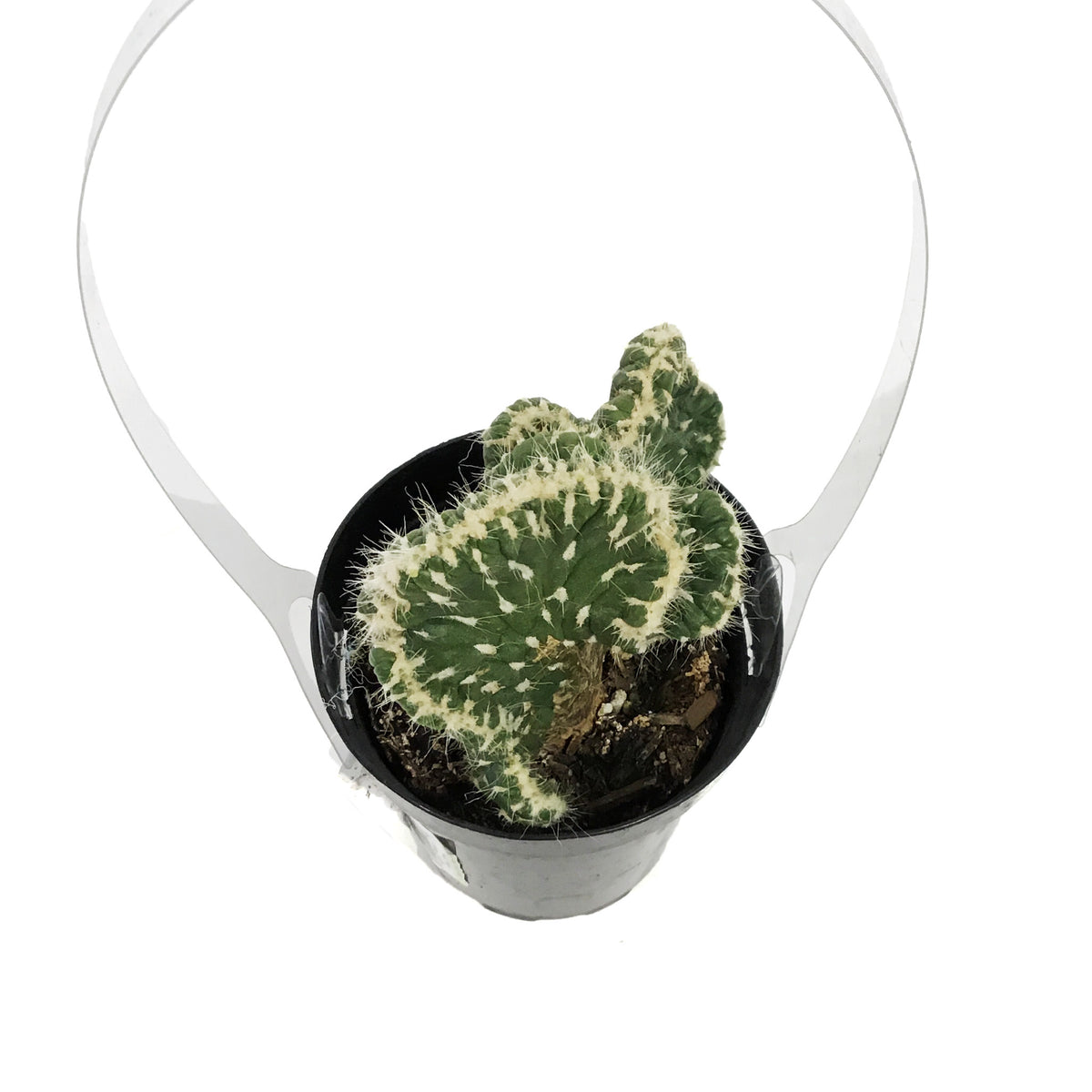 Cactus, 9cm, Opuntia Subulata Cristata