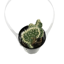 Load image into Gallery viewer, Cactus, 9cm, Opuntia Subulata Cristata