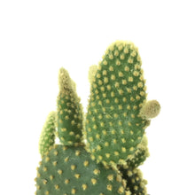 Load image into Gallery viewer, Cactus, 9cm, Opuntia microdasys 'Bunny Ears' - Floral Acres Greenhouse & Garden Centre