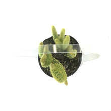 Load image into Gallery viewer, Cactus, 9cm, Opuntia microdasys 'Bunny Ears' - Floral Acres Greenhouse & Garden Centre