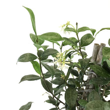 Load image into Gallery viewer, Jasmine, 10in, Confederate Trellis - Floral Acres Greenhouse & Garden Centre