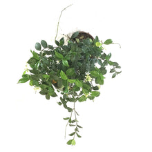 Load image into Gallery viewer, Jasmine, 10in, Confederate Trellis - Floral Acres Greenhouse & Garden Centre