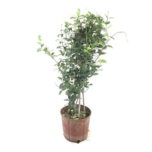 Load image into Gallery viewer, Jasmine, 10in, Confederate Trellis - Floral Acres Greenhouse & Garden Centre