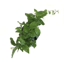 Load image into Gallery viewer, Jasmine, 10in, Arabian - Floral Acres Greenhouse & Garden Centre
