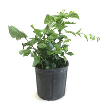 Load image into Gallery viewer, Jasmine, 10in, Arabian - Floral Acres Greenhouse & Garden Centre