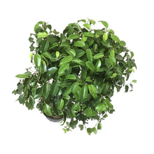 Load image into Gallery viewer, Ficus, 10in, Mini Amstel - Floral Acres Greenhouse & Garden Centre