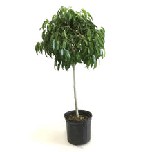 Load image into Gallery viewer, Ficus, 10in, Mini Amstel - Floral Acres Greenhouse & Garden Centre