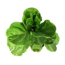 Load image into Gallery viewer, Ficus, 10in, Lyrata Standard