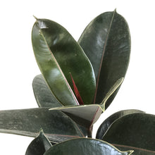 Load image into Gallery viewer, Ficus, 10in, Elastica Rubber Plant - Floral Acres Greenhouse & Garden Centre