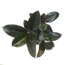 Load image into Gallery viewer, Ficus, 10in, Elastica Rubber Plant - Floral Acres Greenhouse & Garden Centre