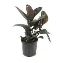 Load image into Gallery viewer, Ficus, 10in, Elastica Rubber Plant - Floral Acres Greenhouse & Garden Centre