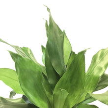 Load image into Gallery viewer, Dracaena, 10in, Janet Lind Cane 3/2/1 - Floral Acres Greenhouse & Garden Centre